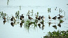 Mimo�ádné mno�ství vzácných druh� pták� je v posledních týdnech vid�t i sly�et...