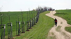 Vysázeli deset lip do Aleje para�utist� na p�ipomínku výsadk� do Protektorátu....