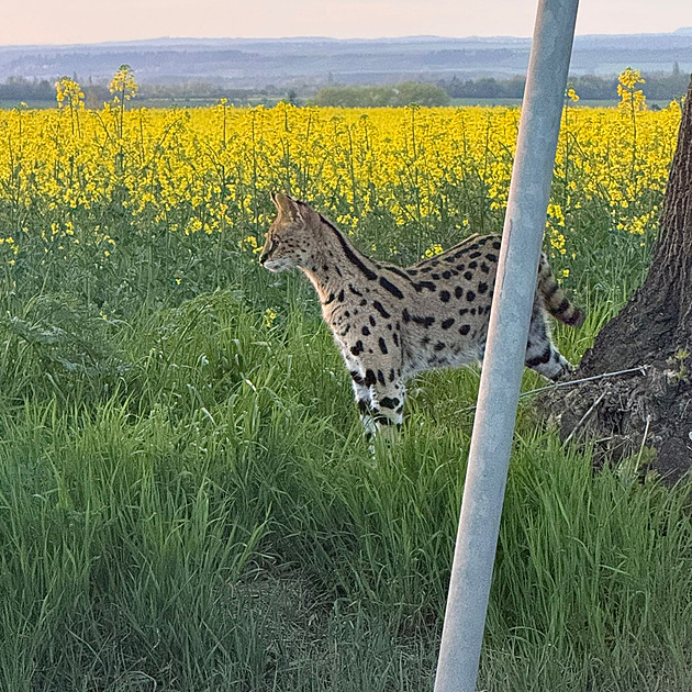 Je to serval na útěku? Strážníci sledovali šelmu u Brandýsa, pak zmizela v poli s řepkou