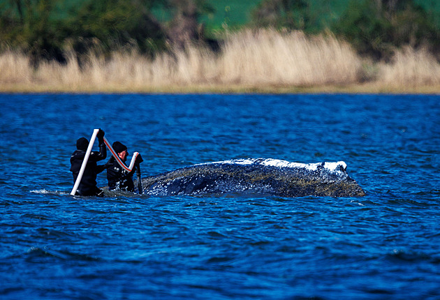 Velryba Timmy se osvobodila, pak ale opět zůstala ležet a stále se nepohnula