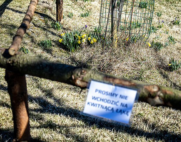 Konec pikniků v moři květů. Instagramový hit, pole narcisů na Jizerce, dostane plot