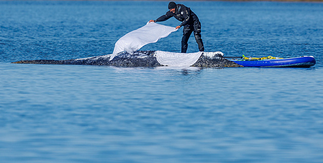 Timmymu pomoct nedokážeme, vzkázal Babiš lidem, kteří mu kvůli velrybě píší