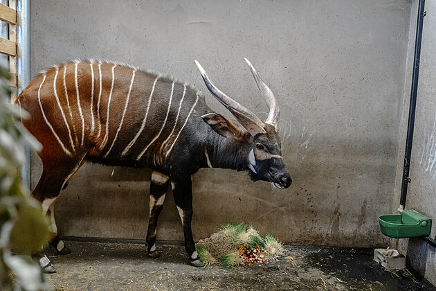 Vzácní bongové jsou po půl století zpět v Africe, pomohl Safari Park i ...