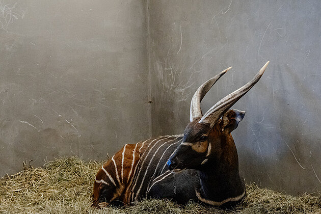 Vzácní bongové jsou po půl století zpět v Africe, pomohl Safari Park i ...
