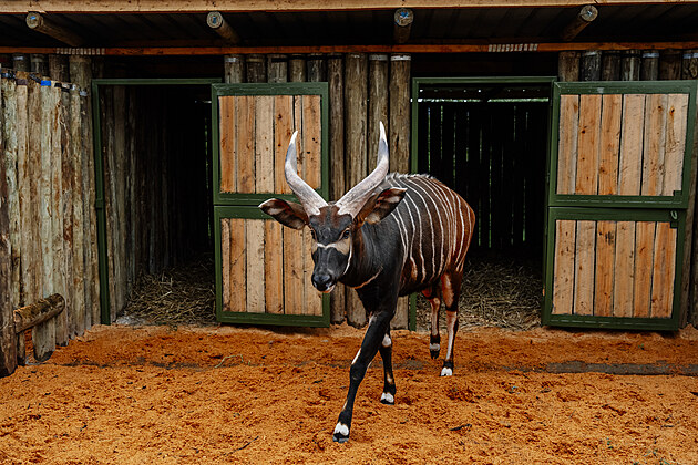 Vzácní bongové jsou po půl století zpět v Africe, pomohl Safari Park i ...