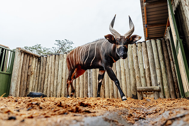 Vzácní bongové jsou po půl století zpět v Africe, pomohl Safari Park i ...