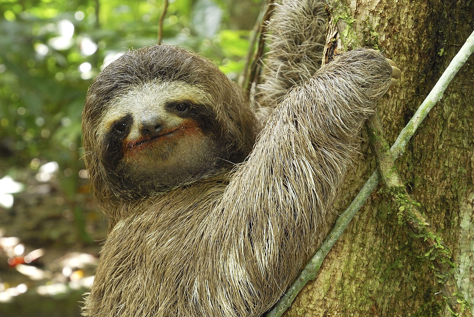 Šok z chladu. Ve skladu zvířat na Floridě zahynulo na třicet lenochodů