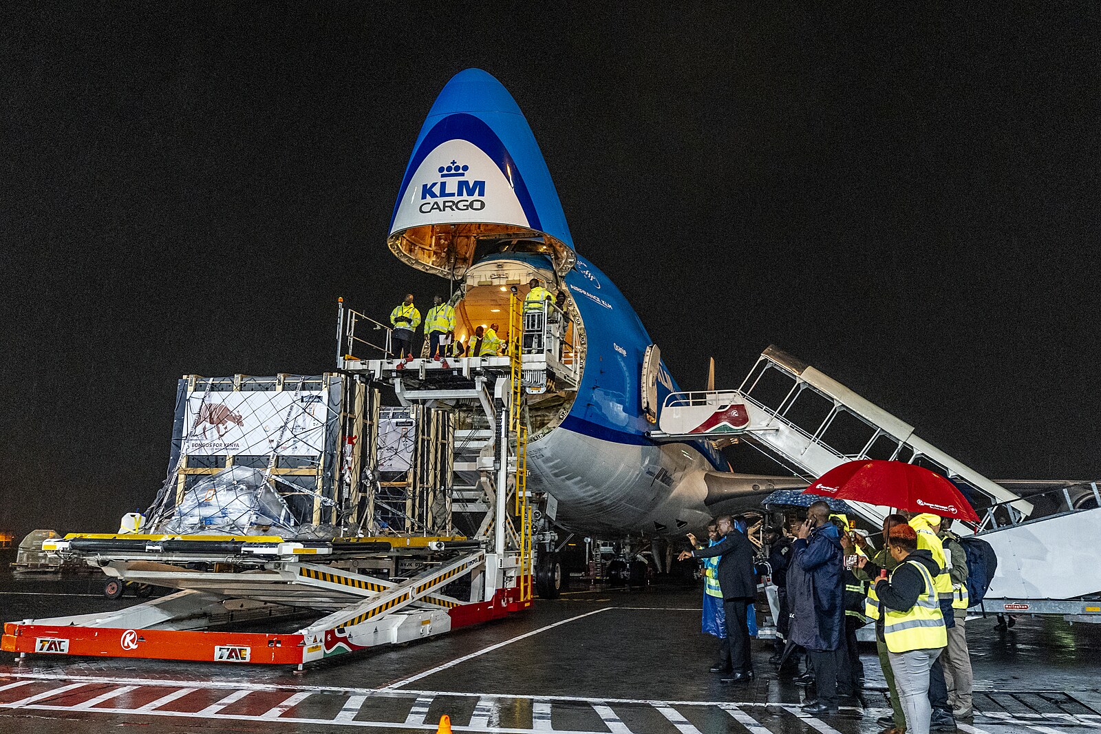 Vzácní bongové jsou po půl století zpět v Africe, pomohl Safari Park i Zoo Praha