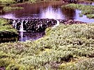 Yellowstonský národní park (USA): Hráze, které se po návratu vlk� do parku...