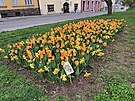 V ulicích Nového Ji�ína rozkvetl unikátní �Novoji�ínský dukát�. Vlastní...