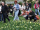V ulicích Nového Ji�ína rozkvetl unikátní �Novoji�ínský dukát�. Vlastní...