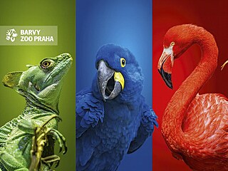 Zoo Praha hý�í barvami