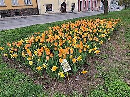 V ulicích Nového Ji�ína rozkvetl unikátní �Novoji�ínský dukát�. Vlastní...