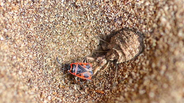 mravkolev v akci, myrmeleon formicarius