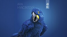 Ara hyacintový v Zoo Praha