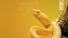 K�oviná� ostnitý v Zoo Praha
