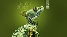 Bazili�ek zelený v Zoo Praha