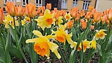 V ulicích Nového Ji�ína rozkvetl unikátní �Novoji�ínský dukát�. Vlastní...