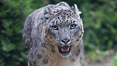 Ústecká zoologická zahrada má nové obyvatele � samce irbise a samici anoa...