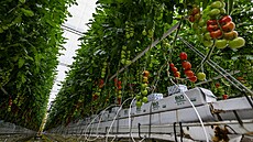 Raj�ata ve sklenících firmy Agro Kada�, která se stala Inova�ní firmou...