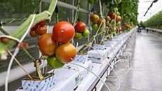 Raj�ata ve sklenících firmy Agro Kada�, která se stala Inova�ní firmou...