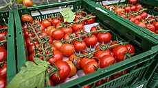 Raj�ata ve sklenících firmy Agro Kada�, která se stala Inova�ní firmou...