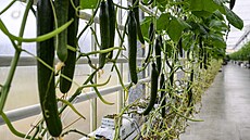 Okurky ve sklenících firmy Agro Kada�, která se stala Inova�ní firmou Ústeckého...