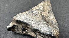 �elezný meteorit o hmotnosti 2.9 kg po o�i�t�ní v�etn� m��ítka. (22. dubna 2026)