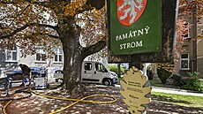 Arboristé odborn� o�et�ují pomocí vý�ivné sm�si �kolní buk na Wagnerov� nám�stí...