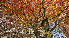 Arboristé odborn� o�et�ují pomocí vý�ivné sm�si �kolní buk na Wagnerov� nám�stí...