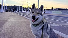 Dvorecký most o�ima �tená�� deníku Metro