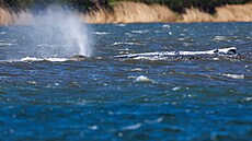 Velryba Timmy se osvobodila, pak ale op�t z�stala le�et (21. dubna 2026)