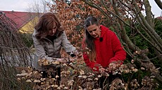 Zahradnice radí, jak na ja�e st�íhat motýlí ke� a hortenzie