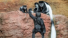 Zoo Praha, jaro 2026, mlá�ata, rodi�e, jarní procházka