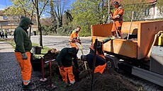 První výsledky testování vlivu t�chto strom� na m�stské prost�edí budou k...