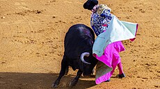 Slavný �pan�lský matador José Antonio Morante Camacho t�sn� p�edtím, ne� utrp�l...