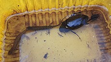 V t�ních Litovelského Pomoraví se objevil nejv�t�í vodní brouk Evropy vodomil...