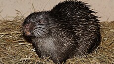 Plze�ská zoo chová také dikobraza filipínského. Zví�e je známé i jako osinák �i...