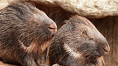 Náv�t�vníci mohou v plze�ské zoo obdivovat také dikobraza srstnatonosého.