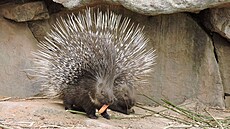 Náv�t�vníci mohou v plze�ské zoo obdivovat také dikobraza srstnatonosého.