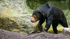 Ústecká zoologická zahrada má novou samici medvÄ�da malajsk�©ho