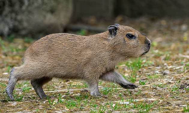V pražské Troji se narodilo sedm kapybar. Jde o rekordní vrh, chlubí se zoo