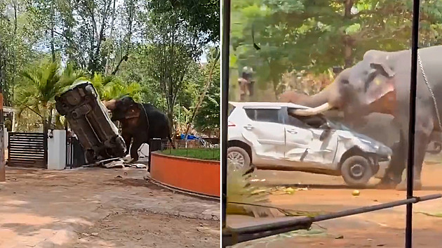 VIDEO: V Indii házel slon v amoku autem. Poškodil chrám, jednoho člověka zabil VIDEO: V Indii házel slon v amoku autem. Poškodil chrám, jednoho člověka zabil