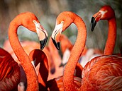 Plame�áci kubán�tí jsou v ostravské zoo oblíbenou atrakcí.
