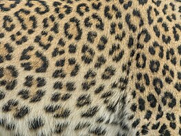 Soubor fotografií Srsti z Afriky od nad�jné fotografky Ane�ky Veselé