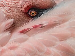 Soubor fotografií Srsti z Afriky od nad�jné fotografky Ane�ky Veselé
