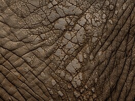 Soubor fotografií Srsti z Afriky od nad�jné fotografky Ane�ky Veselé