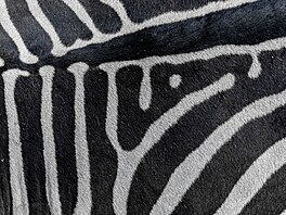 Soubor fotografií Srsti z Afriky od nad�jné fotografky Ane�ky Veselé
