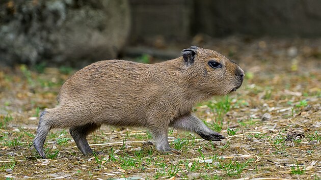 V pra�sk� zoo se narodilo sedm kapybar. (4. kv�tna 2026)