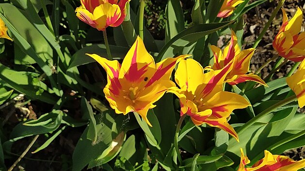 Arboretum V�enory je m�n� zn�mou alternativou k velk�m zahrad�m typu Pr�honice....